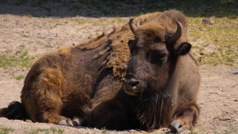 Large Bison relaxing Stock Footage 260383903