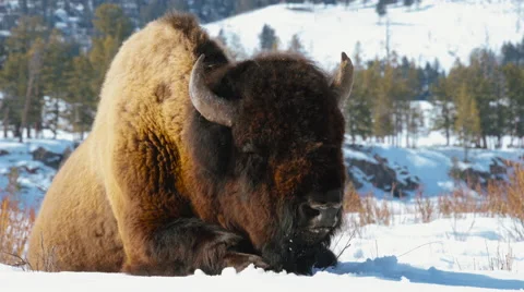 Large bison sitting in snow Vídeos de archivo 61578456
