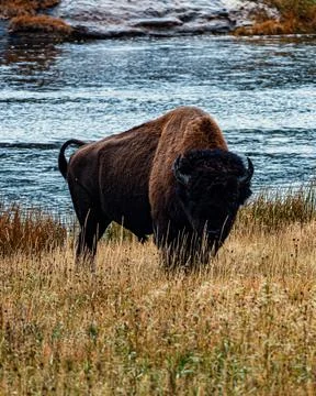 Large bison staring at camera with river in background Stock Photos