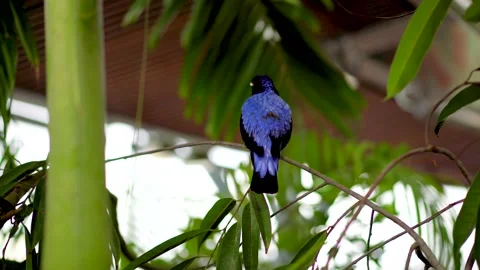 A large black and blue bird sits on a branch of a tropical tree and sings in Stock Footage 235956952