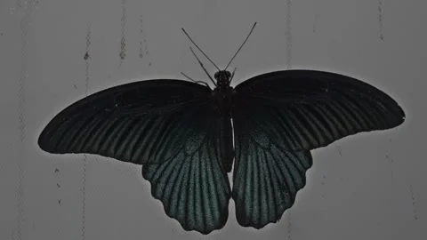 Large black and light blue butterfly sitting vertically on a curtain Stock Footage 252763403