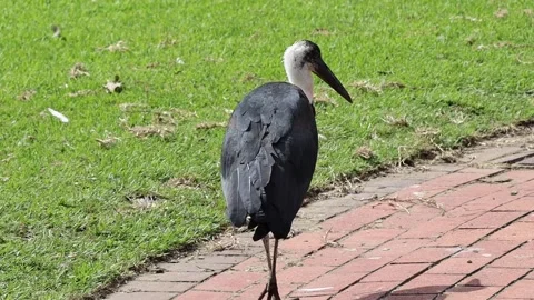 Large Black And White Bird Walking Stock Footage 156625286