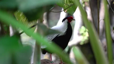 A large black and white bird with a red head in a natural environment betwee Stock Footage 235956947