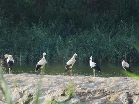 Large black and white bird stork long red beak river water Stock Photos