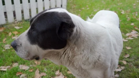 Large Black and White Central Asian Shepherd Dog Standing Guard Outdoors. Stock Footage 320326112