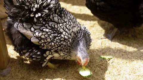 A large black and white chicken is happily devouring a pickle on the ground. Vídeo Stock 240023724