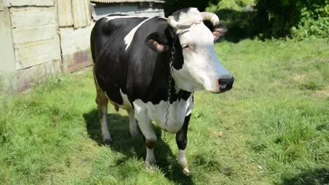 A large black and white cow stands in green grass beside a farm barn Video stock 343250435
