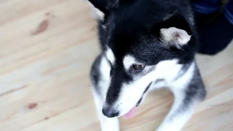 A large black and white dog lies near the legs of the owner Stock Footage 100386570