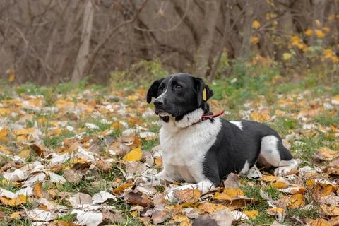 A large black and white mongrel dog with a clip in the ear. Stock Photos