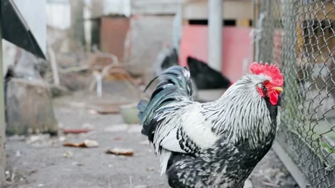 A large black and white rooster close-up in the foreground against the Stock Footage 219436318