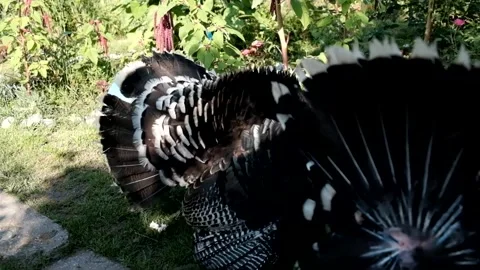 Large black and white turkeys stroll through the summer green garden Stock Footage 149203394