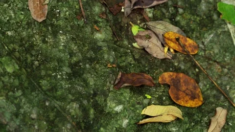 Large Black Ant Crawling Across Mossy Tropical Forest Surface Vidéo 335261232