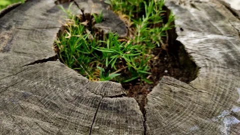 A large black ant is crawling over an old tree stump. Stock Footage 162194216