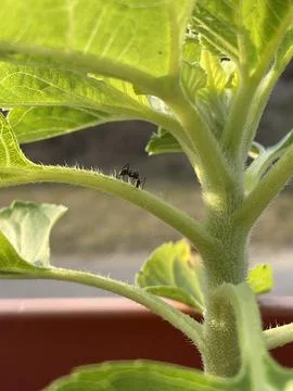 Large Black Ant Crawling on Young Sunflower Stem Helianthus Annuus Stock Photos