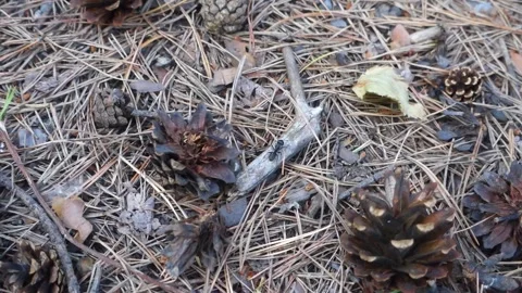 A large black ant crawls in a pine forest. Vídeos de archivo 134859415
