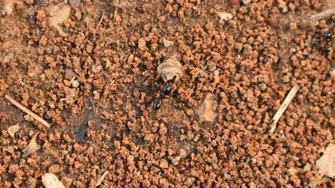 A large black ant drags a piece of wood larger than itself across the sand. Stock Footage 204163312