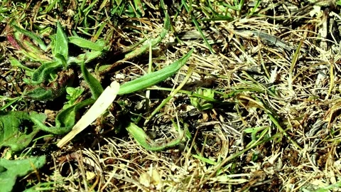 Large black ant manoeuvring a large seed while little ants scurry. Stock Footage 335133378