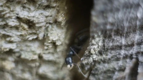 Large black ants build an anthill in the crack of an old building. Insects Stock Footage