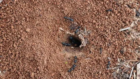 Large black ants build an anthill in the sand. Stock Footage 204150754