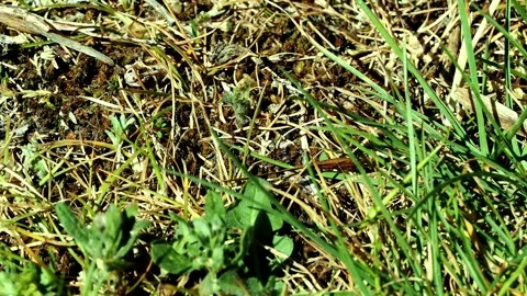 Large black ants carrying large seeds alongside small black ant with small Stock Footage 335136039