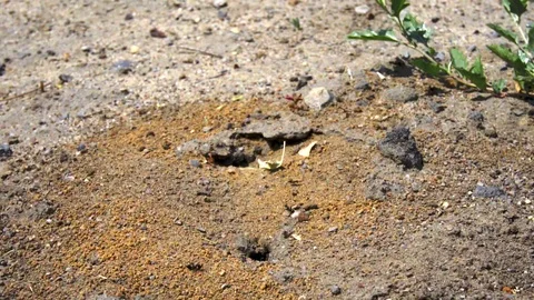 Large black ants crawling around the anthill. Close-up 動画素材 109443322