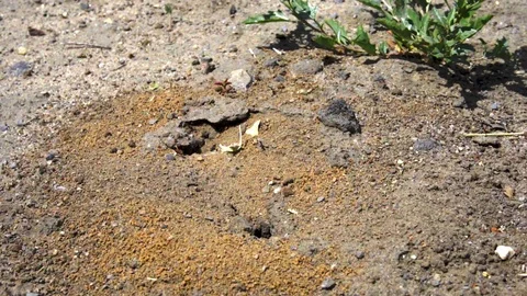 Large black ants crawling around the anthill. Close-up Vídeo Stock 109443429