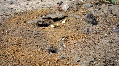 Large black ants crawling around the anthill. Close-up Stock Footage 109443494
