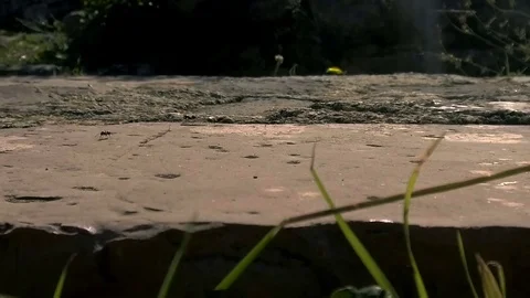 Large black ants Stock Footage 83540970