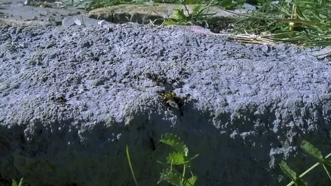 Large black ants Stock Footage 83543069