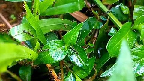 Large Black Ants Foraging on Wet Grass 스톡 동영상 343829976