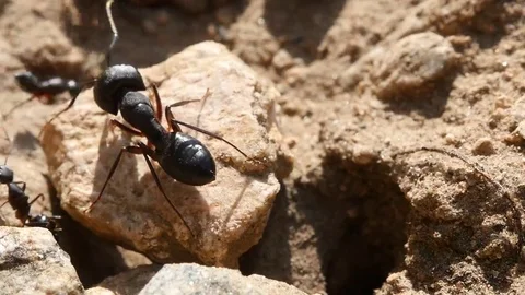 Large black ants. Macro 스톡 동영상 69250468