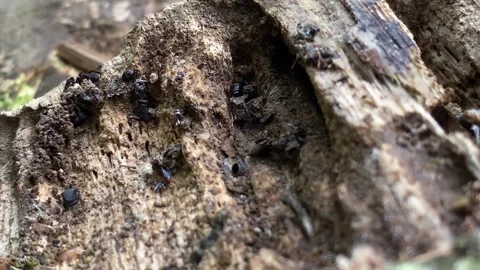 Large black ants named Camponotus vagus on old wood in Indonesia Stock Footage 287825675