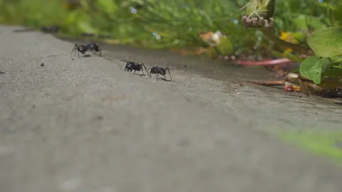 Large black ants in the wild Stock Footage 310800929