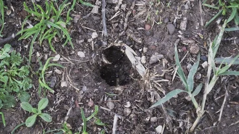 Large black ants work at their nests Stock Footage 82677513