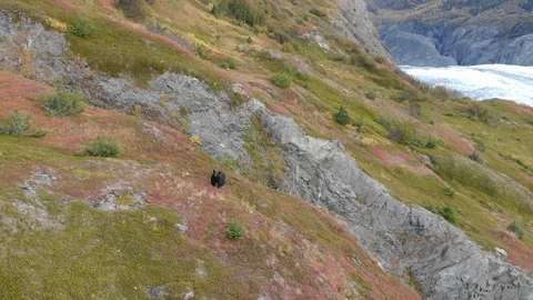 Large Black Bear in Alaska | Drone Zoom-in Stock Footage 97722073