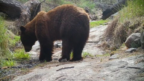 Large Black Bear (Cinnamon) Eats Grass Stock-Footage 237420683