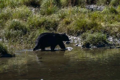Large black bear walking from left to right in open national park protected.. Foto stock