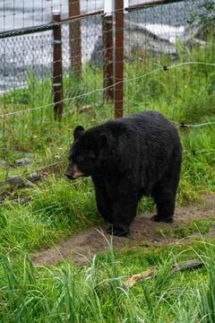 Large black bear walking on path inside of enclosure at wildlife sanctuary Photos