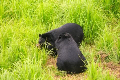 Large black bears sit on high grass in zoo of tropical park in  Asia 写真素材