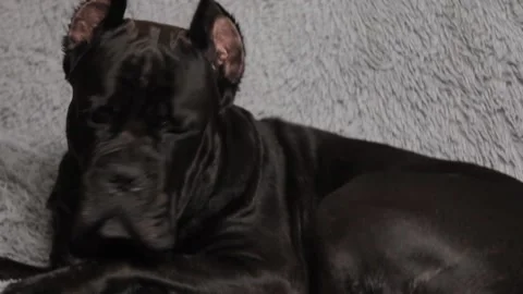 Large black beautiful dog Cane Corso lies on the bed and looks at the owner with Stock Footage 201824012
