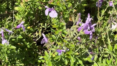 Large black bee feeds on pale lavender-colored flowers Stock Footage 315411348
