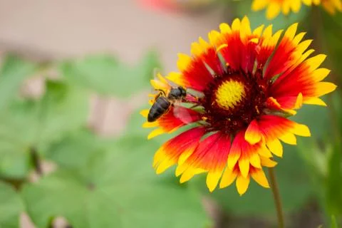 A large black bee sits on a red-yellow flower and flaps its wings collecting Stock Photos