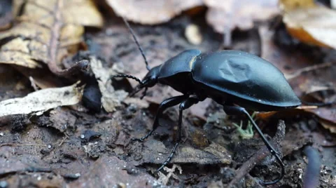 A large black beetle bug crawls on fallen leaves Stock Footage 67994140