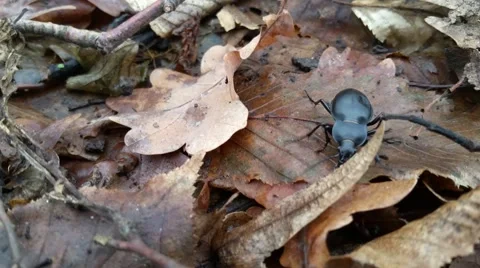 A large black beetle bug crawls on fallen leaves 库存影片 67994178