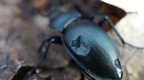 A large black beetle bug crawls on fallen leaves 库存影片 67994319