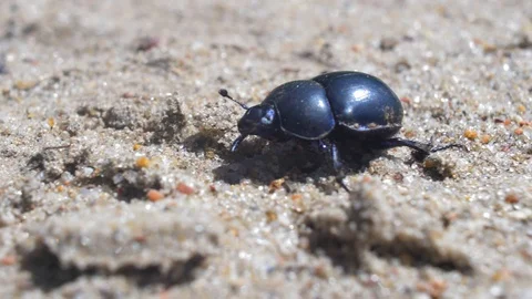 Large Black Beetle Bug Walking on Sand Macro Stock Footage 111069048