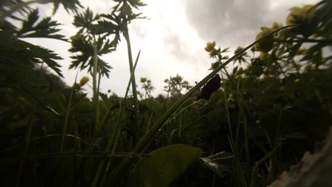 A Large Black Beetle Coming Down The Stalks of Grass Stock Footage 76457995