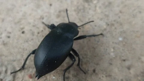 Large black beetle crawling on the ground outdoors Stock Footage 334797269