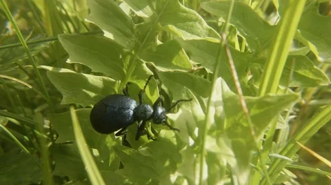 Large Black Beetle Crawling Over the Leaves of Herbaceous Plants Close up Stock Footage 63986861