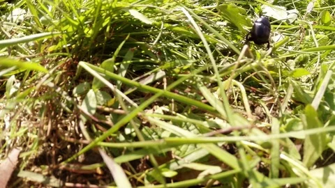 Large Black Beetle Crawling Over Grass Stalks Close-Up Stock Footage 76458499